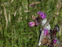 Papillon, Le Gaze - Aporia crataegi (ph. Mrugala F., Chamelet, 2018-06)(7)